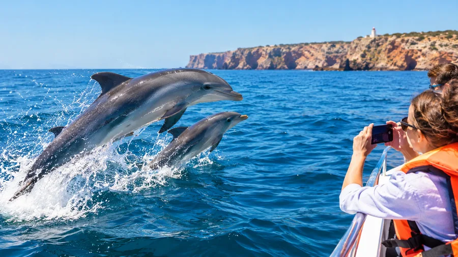 Delfinbeobachtung in Sagres, Faro und Portimão