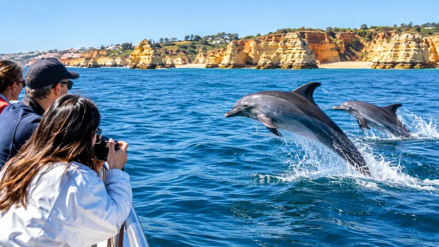 Walvissen spotten in de Algarve: Soorten en rondleidingen
